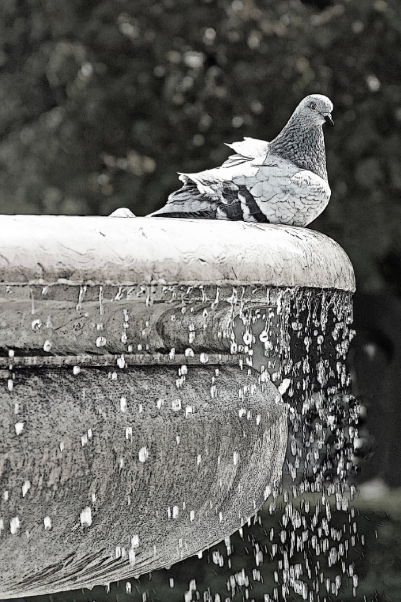 Taube am Brunnen