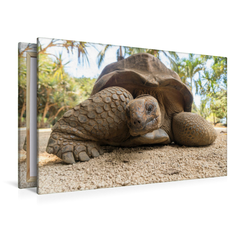 Aldabra Riesenschildkröte