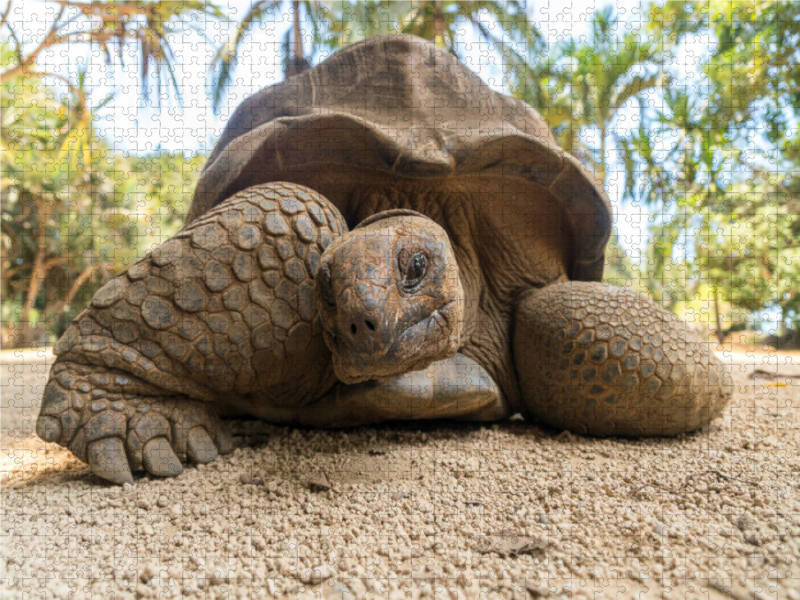 Aldabra Riesenschildkröte