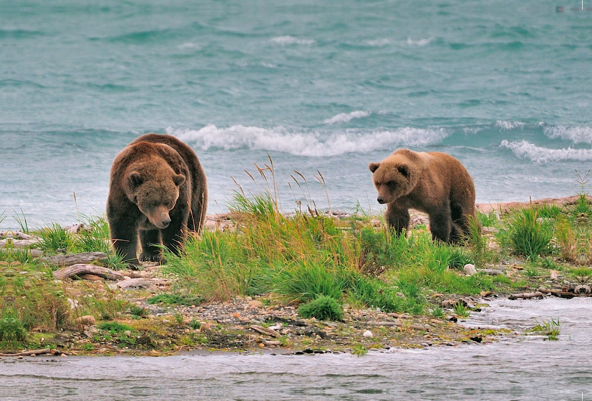 Braunbären, Katmai National Park