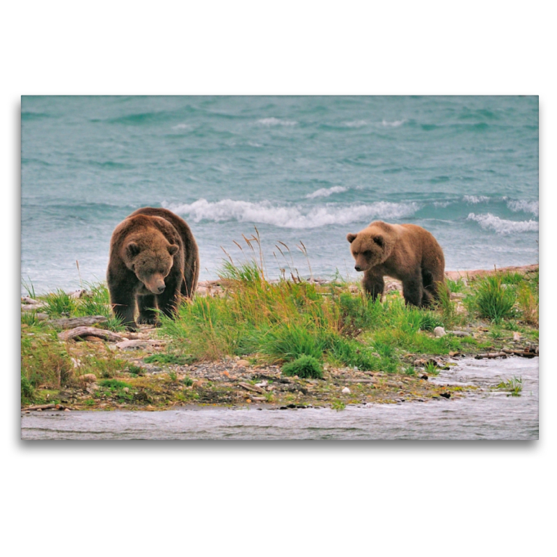 Braunbären, Katmai National Park