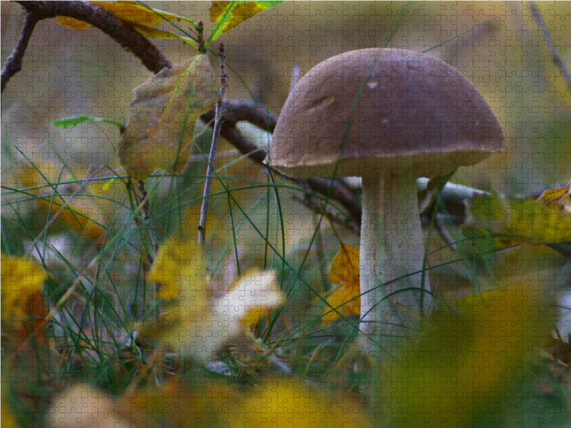 Birkenpilz bot. Leccinum scabrum