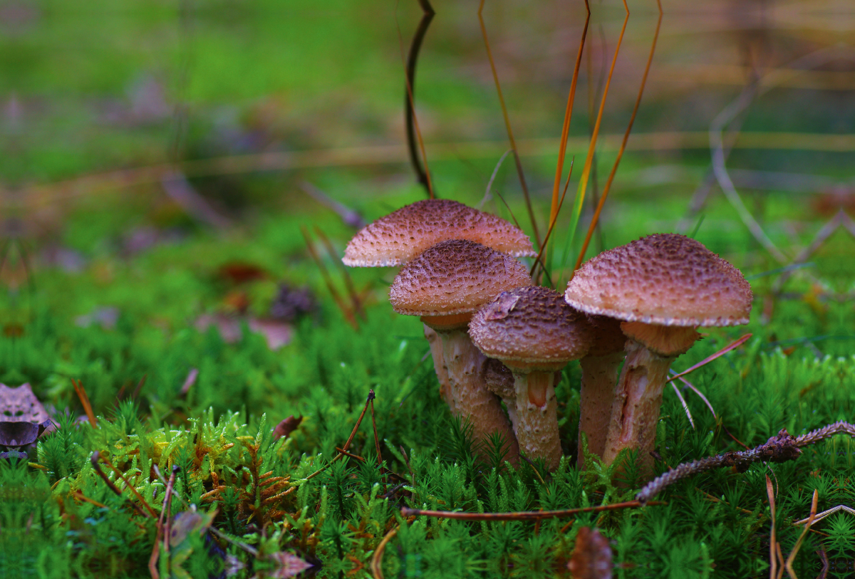 Hallimasch bot. Armillaria mellea