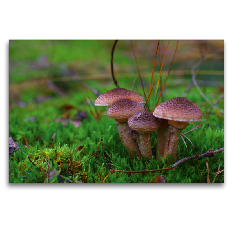 Hallimasch bot. Armillaria mellea