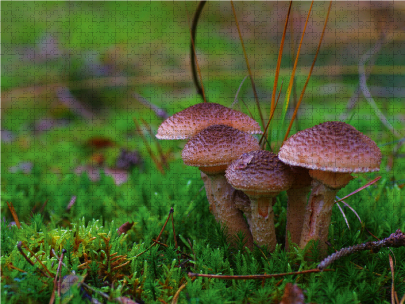 Hallimasch bot. Armillaria mellea