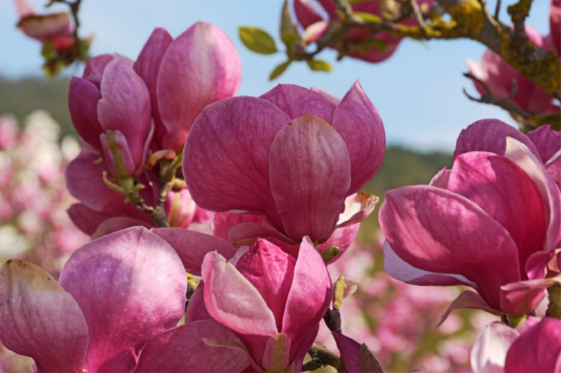 magnolia rustica rubra