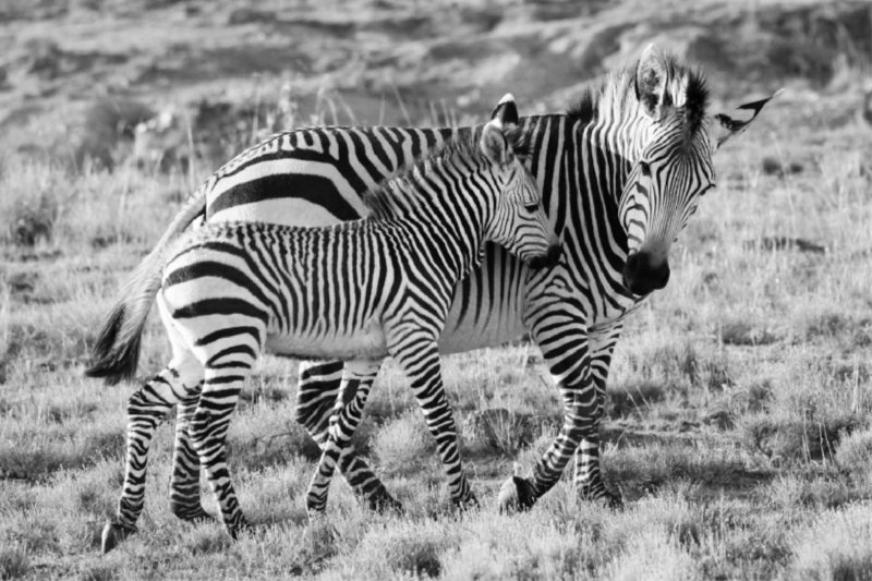 Ein Motiv aus dem Kalender SÜDAFRIKA HARTMANNS BERGZEBRAS IN SCHWARZ-WEISS