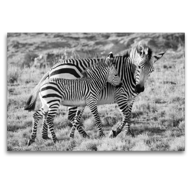 Ein Motiv aus dem Kalender SÜDAFRIKA HARTMANNS BERGZEBRAS IN SCHWARZ-WEISS