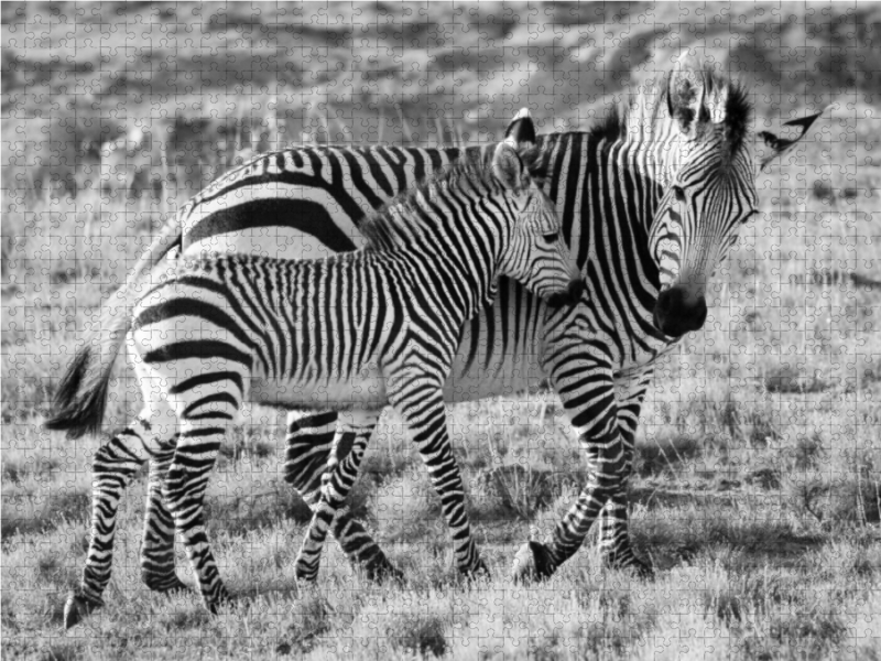 Ein Motiv aus dem Kalender SÜDAFRIKA HARTMANNS BERGZEBRAS IN SCHWARZ-WEISS