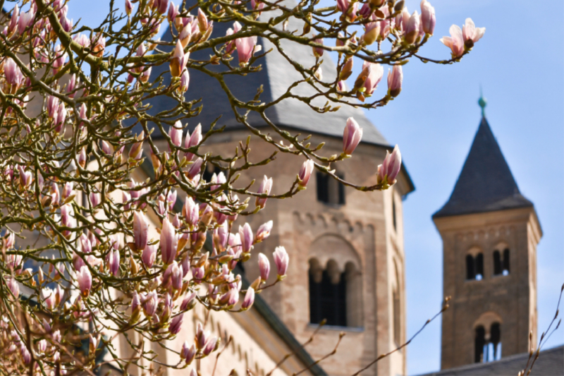 Kloster Knechtsteden zur Magnolienzeit, Dormagen