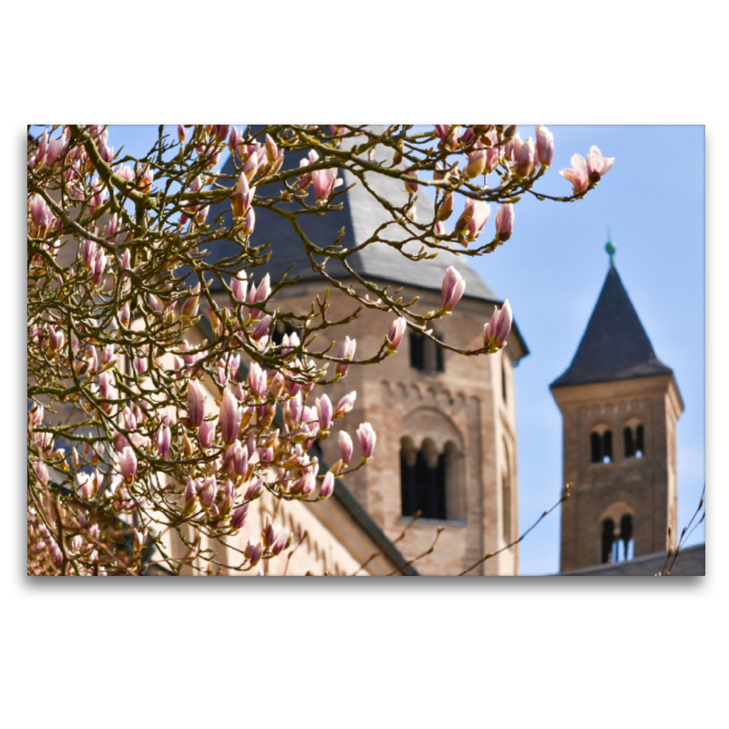 Kloster Knechtsteden zur Magnolienzeit, Dormagen