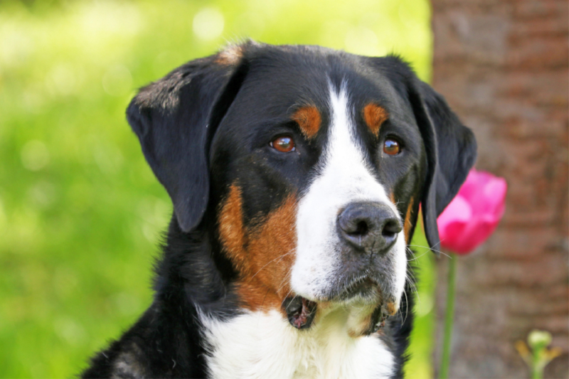 Portrait Großer Schweizer Sennenhund