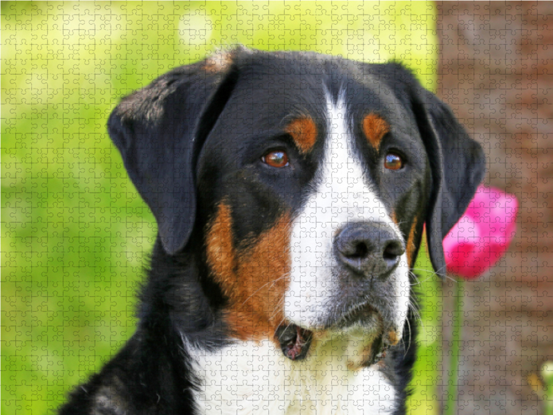 Portrait Großer Schweizer Sennenhund