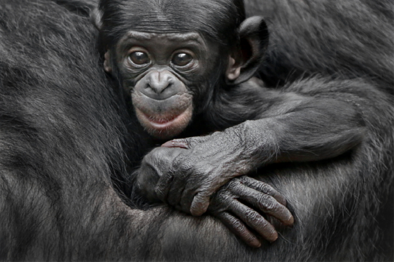 Bonobo XEKELE