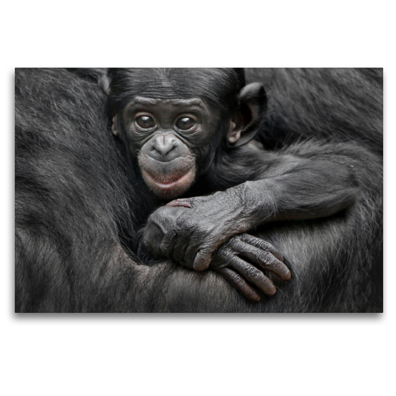 Bonobo XEKELE