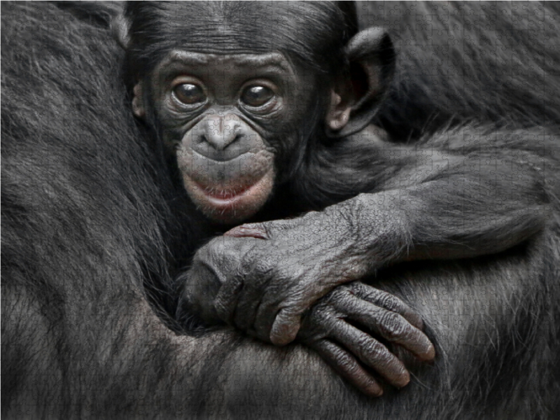 Bonobo XEKELE