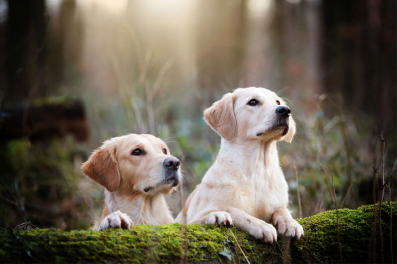 Golden Retriever im herbstlichen Wald