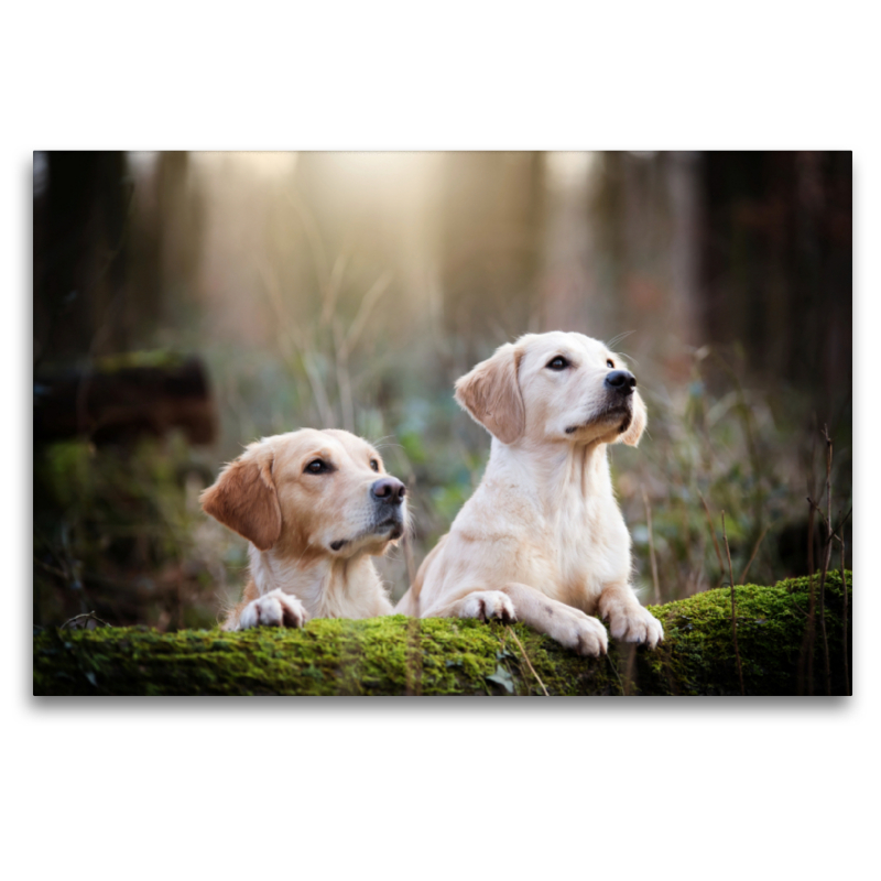 Golden Retriever im herbstlichen Wald