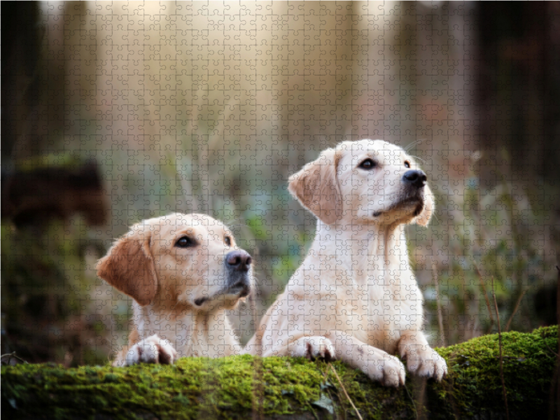 Golden Retriever im herbstlichen Wald