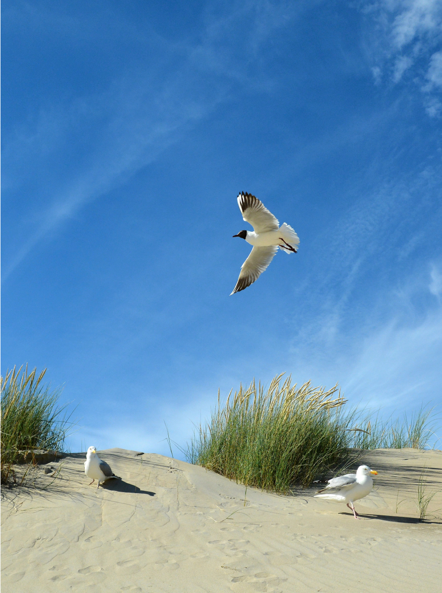 Möwen und Seeschwalbe in einer Düne