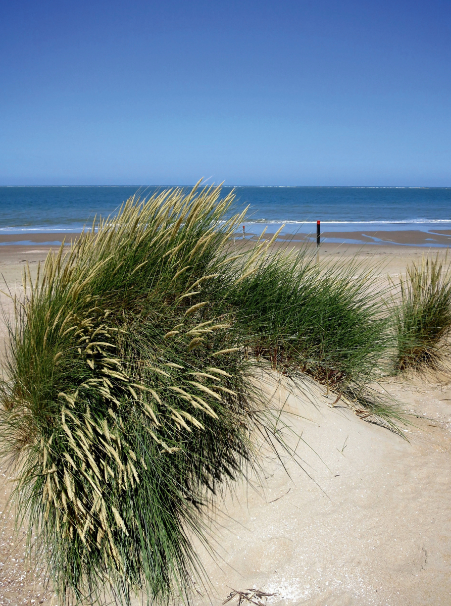 Strandhafer im Sommer