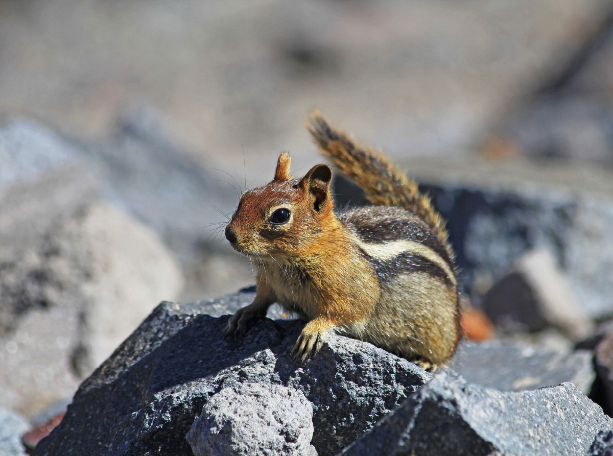 Goldmantelziesel im Crater Lake Nationalpark (USA)