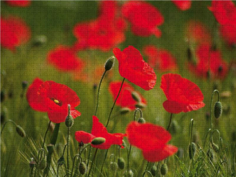 Mohnblumen im Feld