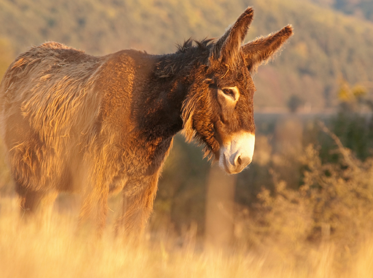 Poitou Esel im Morgenlicht