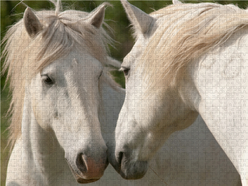 Freundschaft unter Camargue-Pferden