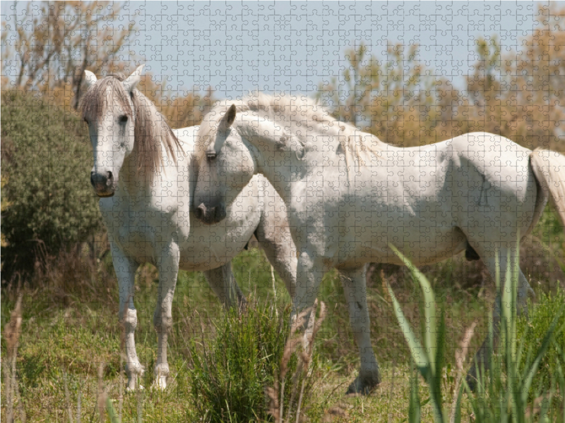 Natürliches Pferdeleben in der Camargue: Hengst und Stute