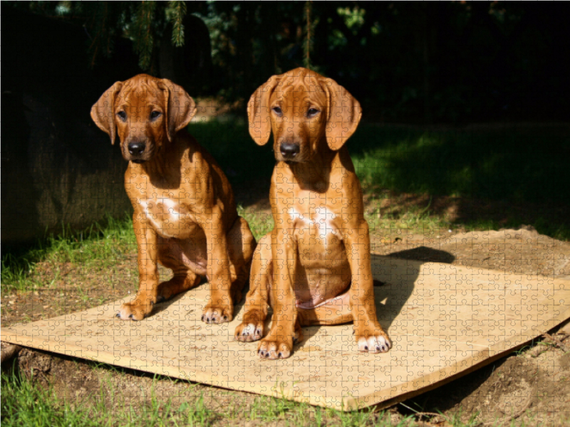 Rhodesian Ridgeback Hündinnen