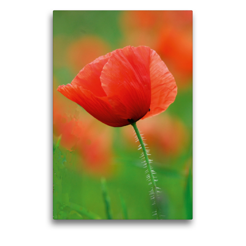 Ein Motiv aus dem Kalender 2019 Termine und Mohn