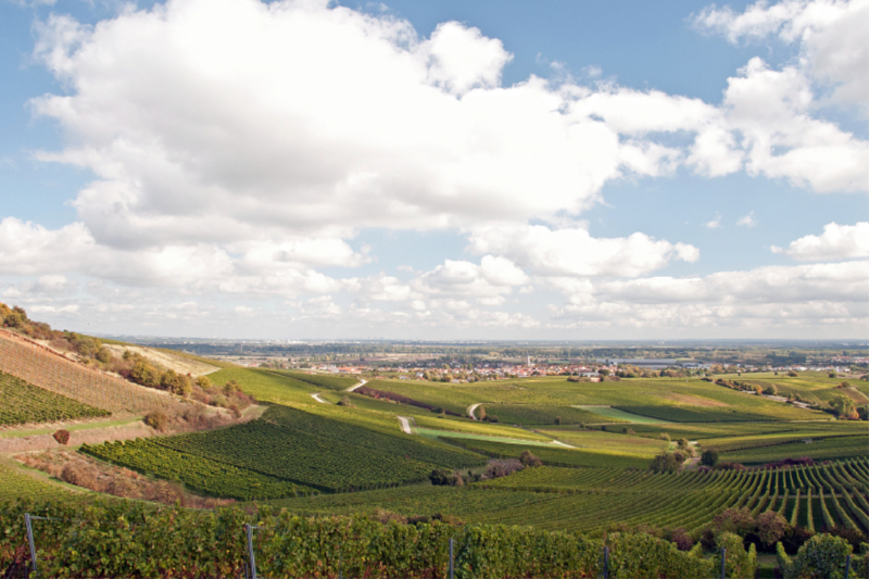 Ein Motiv aus dem Kalender Bodenheim - Wohlfühlen zwischen Weinbergen