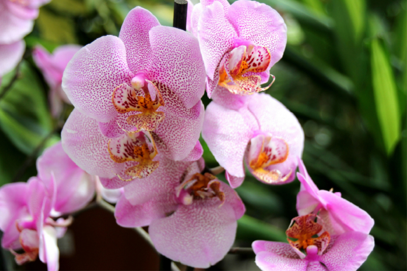 Schmetterlings -Orchidee - Die Gattung Phalaenopsis