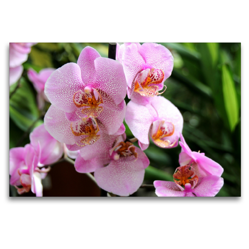 Schmetterlings -Orchidee - Die Gattung Phalaenopsis