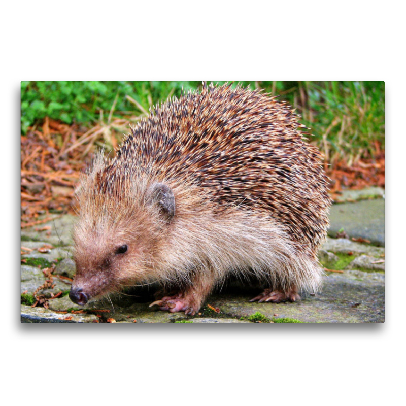 Igel