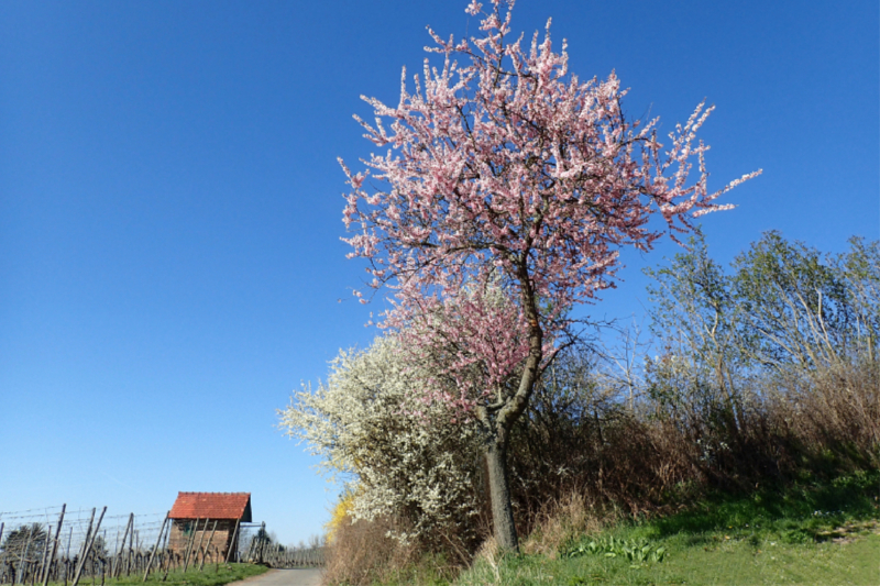 Zeit der Mandelblüte an der Bergstraße