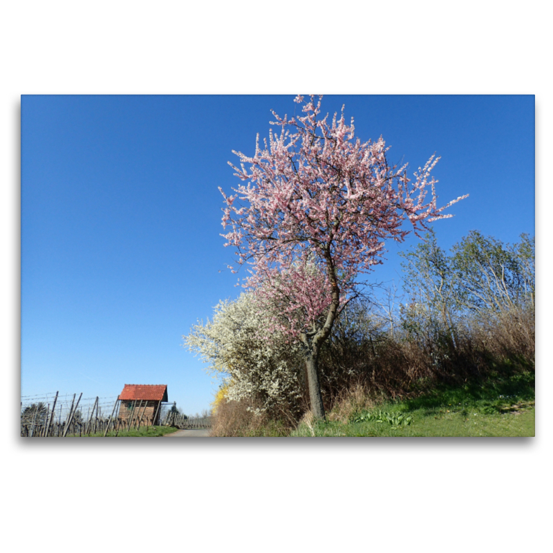 Zeit der Mandelblüte an der Bergstraße