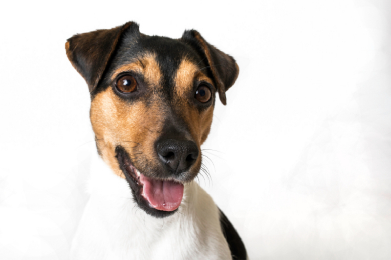 Vienchen - Jack Russel Terrier