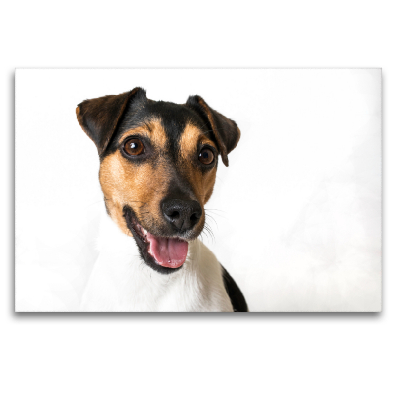 Vienchen - Jack Russel Terrier