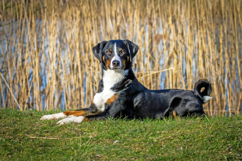 Appenzeller Sennenhund