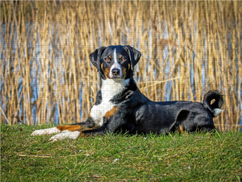 Appenzeller Sennenhund