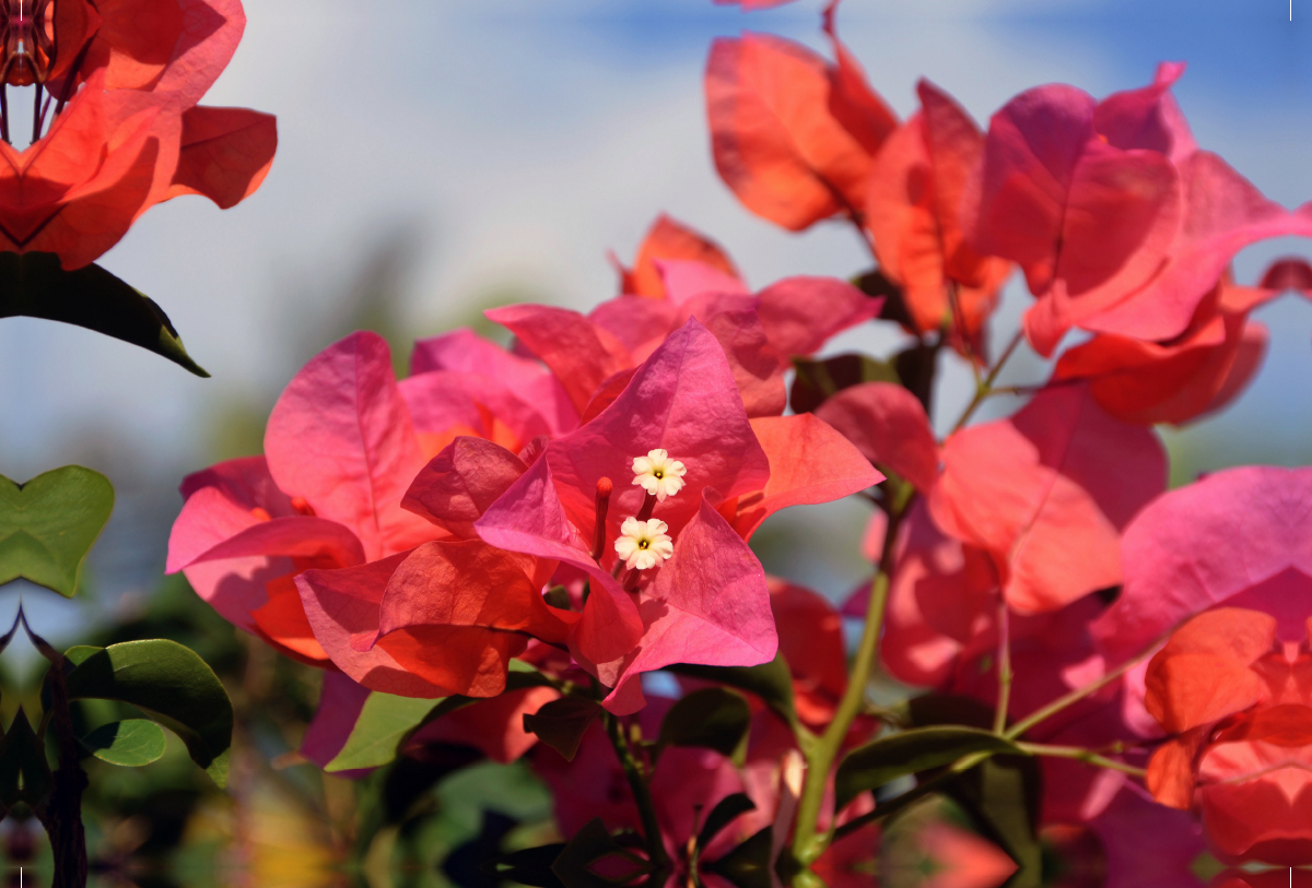 bougainvillea