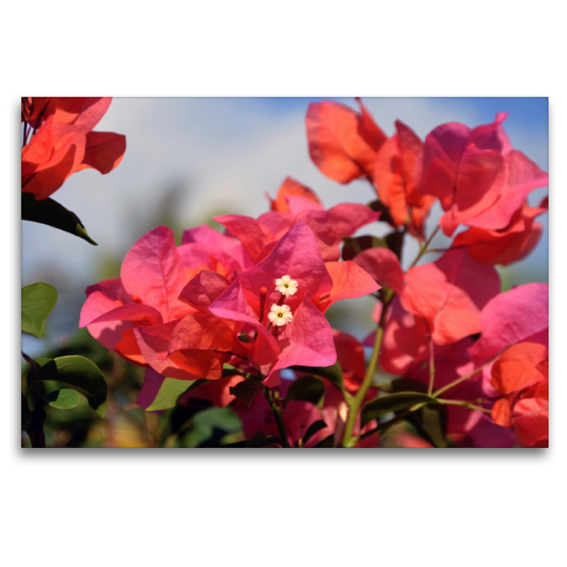 bougainvillea