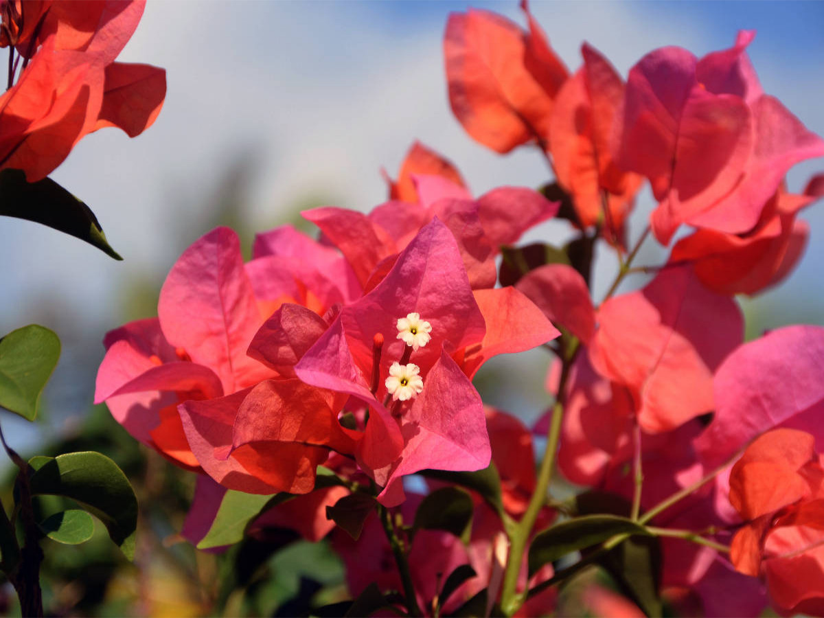 bougainvillea