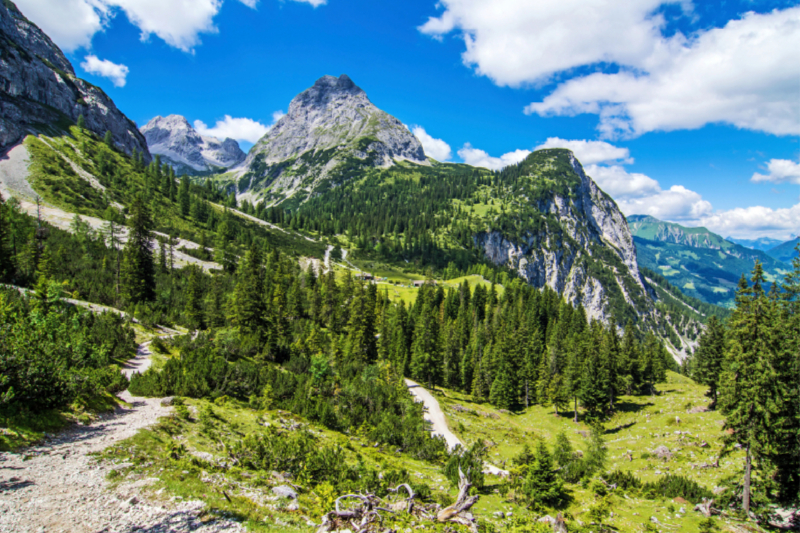 Blick über Fauna und Flora zur Ehrwalder Sonnenspitze