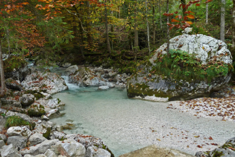 Im Zauberwald am Hintersee im Berchtesgadener Land