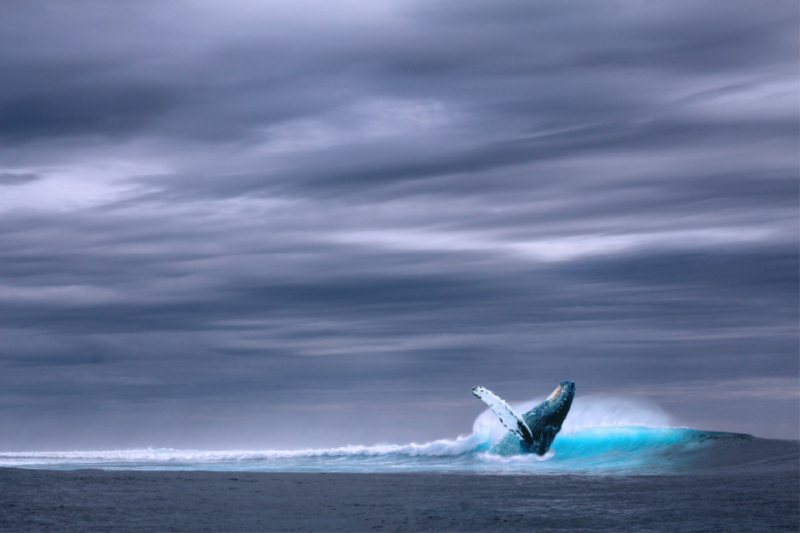 Ein Buckelwal im Eismeer