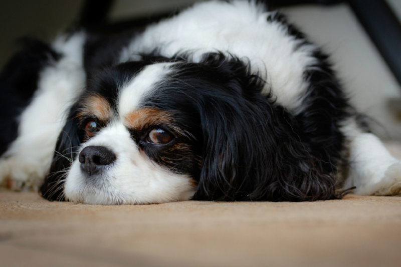 Ein Motiv aus dem Kalender Cavalier King Charles im Portrait