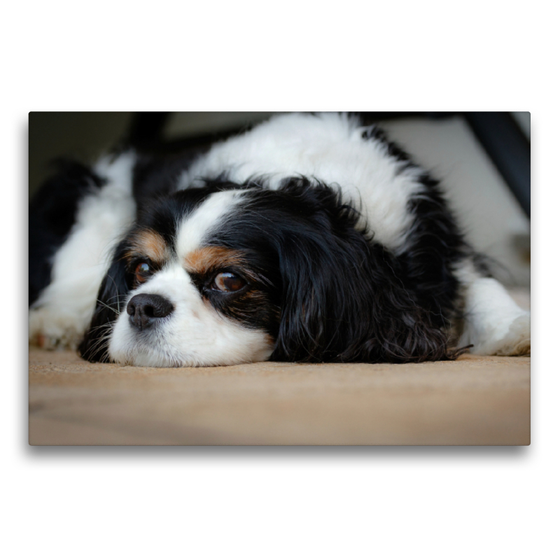 Ein Motiv aus dem Kalender Cavalier King Charles im Portrait